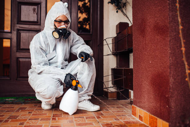Attic and Crawl Space Rodent Treatment in Hailey