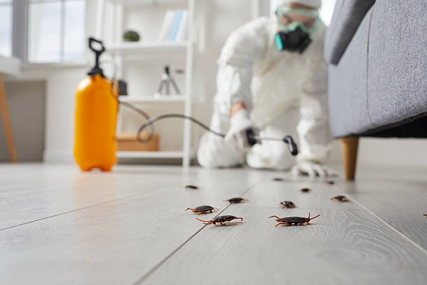 Commercial Rodent Management in Hailey